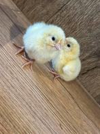 Poule de bresse kuikens, Dieren en Toebehoren