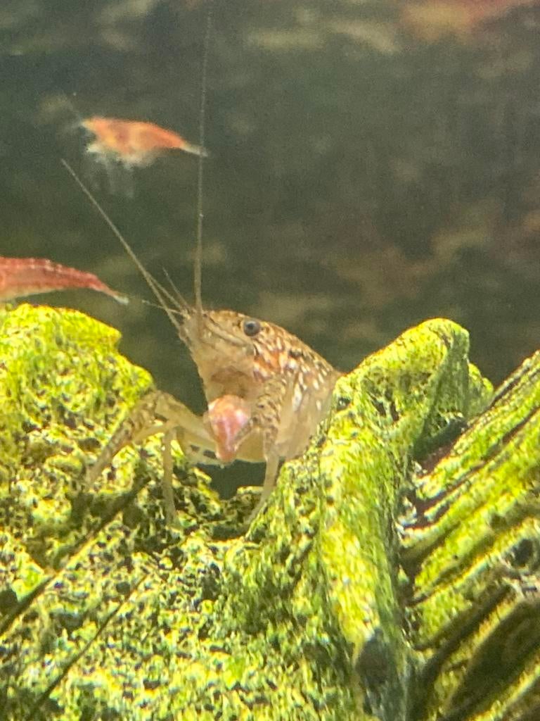 Kreeften, Dieren en Toebehoren