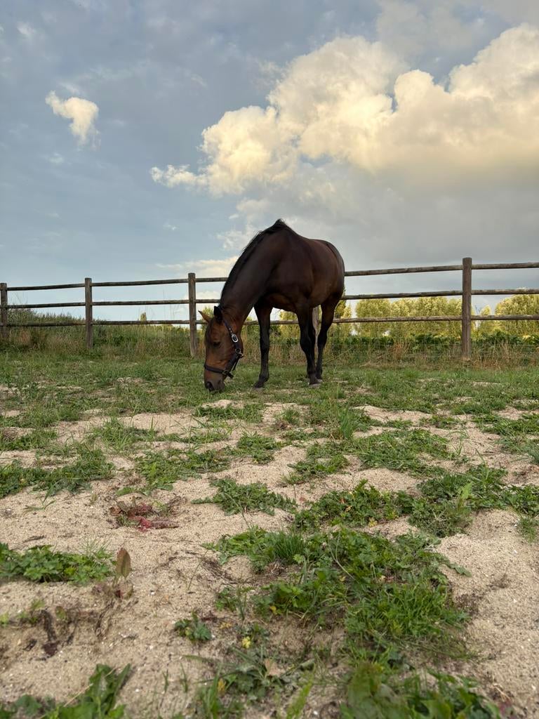 Weidemaatje aangeboden, Dieren en Toebehoren, Paarden, Merrie, Niet van toepassing, Minder dan 160 cm, 11 jaar of ouder