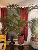 Majestueuze Areca Palm (230cm) in Exclusieve Glazen Designpo, Huis en Inrichting, Ophalen