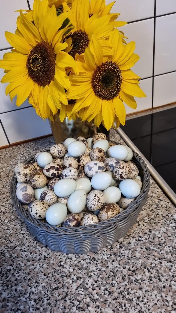 Japanse kwartel broedeieren, Animaux & Accessoires, Volatiles