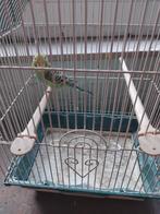 Grasparkiet te koop moet dringend weg, Dieren en Toebehoren