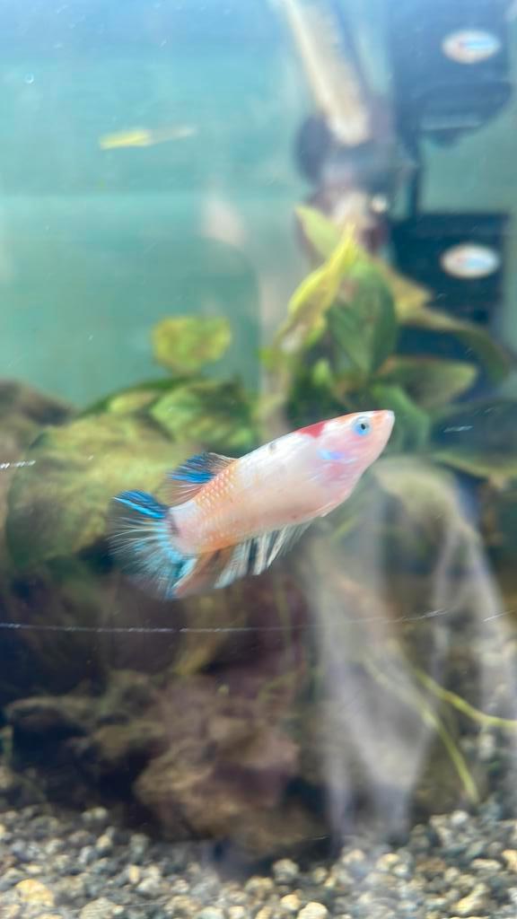 Vrouwelijke bettavis, Dieren en Toebehoren, Vissen | Aquariumvissen, Zoetwatervis, Vis