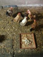 Gratis haantjes, Dieren en Toebehoren, Pluimvee