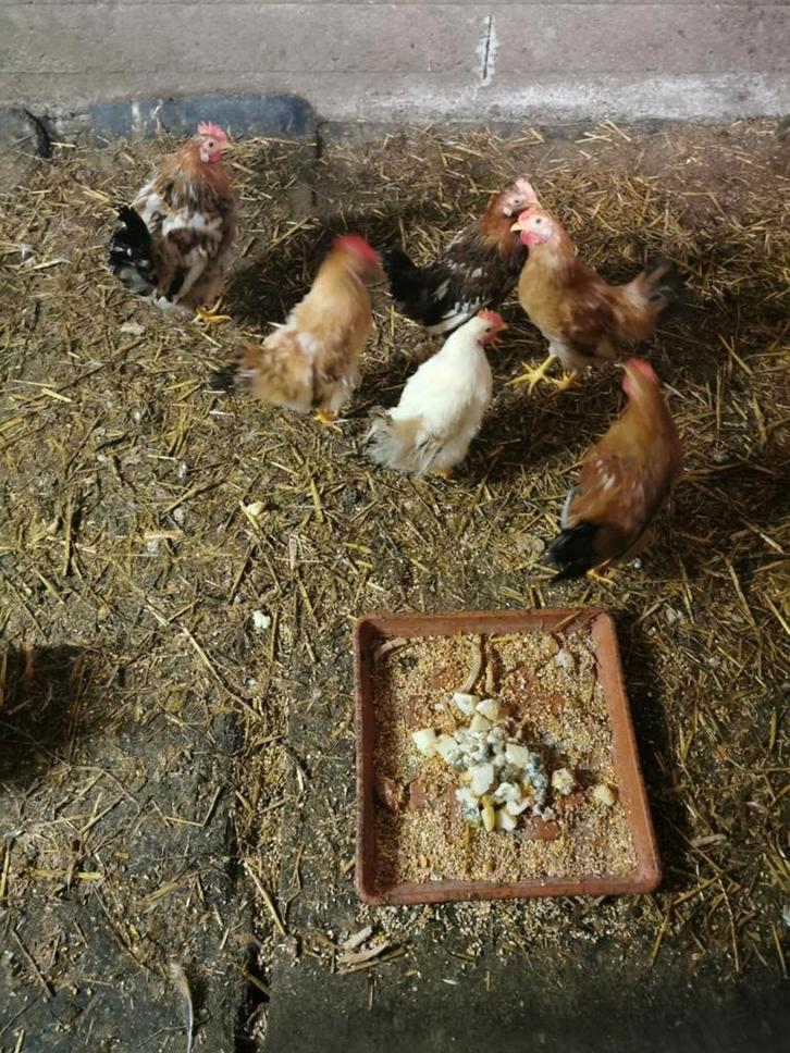 Gratis haantjes, Dieren en Toebehoren, Pluimvee