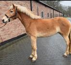 3 jarige haflinger ruin met stamboek, Hongre, M