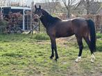 Te koop: beloftevolle 4-jarige ruin met sportpotentieel, Hongre, Avec pedigree, 160 à 165 cm, 3 à 6 ans
