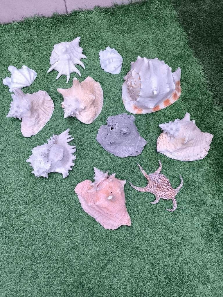 Lot Murex zeeschelpen, Ophalen