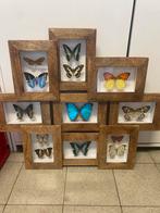 Kader met vlinders, Ophalen of Verzenden, Zo goed als nieuw