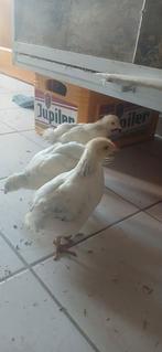 10 Sussex kuikens, Dieren en Toebehoren, Pluimvee, Vrouwelijk, Kip