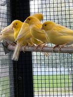 Gele kanaries, Dieren en Toebehoren