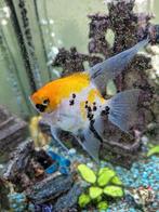 Maanvis voor een nieuwe thuis, Dieren en Toebehoren, Vissen | Aquariumvissen