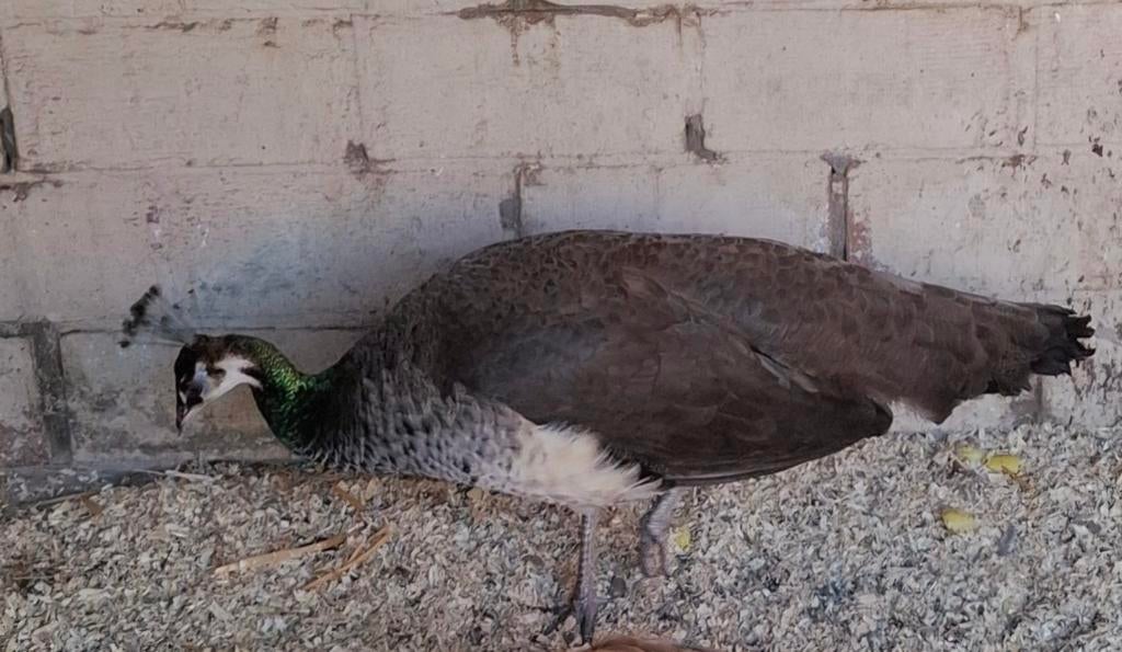 Koppel pauwen te koop, Animaux & Accessoires, Oiseaux | Oiseaux Autre