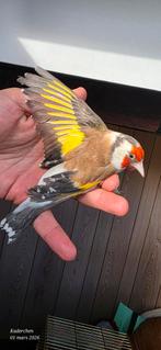 Chardonneret pastel, Mâle, Bagué