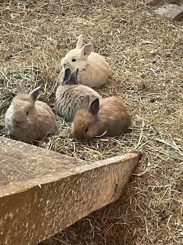 Superbes lapins nains (têtes de lion), Animaux & Accessoires, Lapins, Nain, Plusieurs animaux, 0 à 2 ans