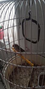 vogels, Mâle, Bagué