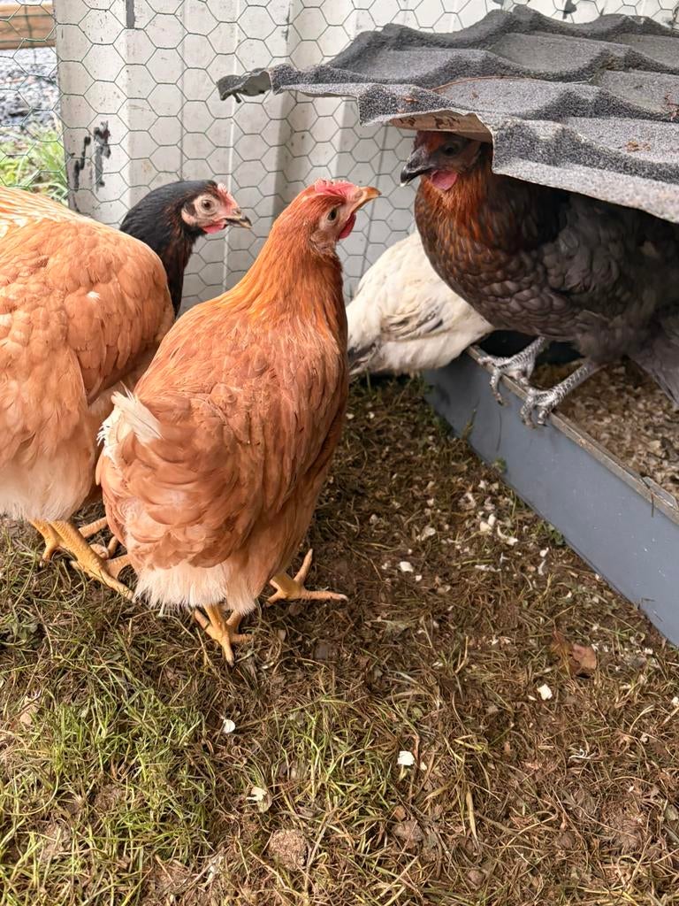 Poules pondeuses, Animaux & Accessoires, Enlèvement