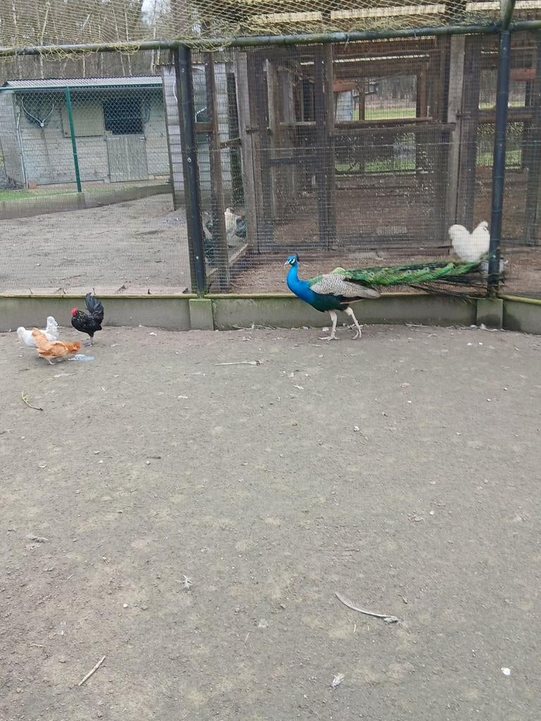 3 kuikens en broedeieren van watermaalse baardkrielen, Dieren en Toebehoren, Pluimvee, Geslacht onbekend, Kip