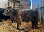 Galloway stiertjes, Dieren en Toebehoren, Schapen, Geiten en Varkens, Mannelijk, 0 tot 2 jaar