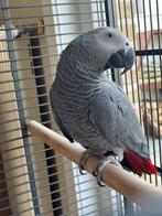 Grijze roodstaart papegaai, Dieren en Toebehoren, Mannelijk, Papegaai, Pratend