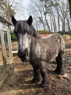 Brabants trekpaard (ruin), Dieren en Toebehoren, Paarden, Met stamboom, Ruin, 0 tot 2 jaar, 160 tot 165 cm