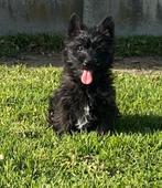 Cairn terrier teefje, Dieren en Toebehoren, Parvo, België, Overige rassen, 8 tot 15 weken