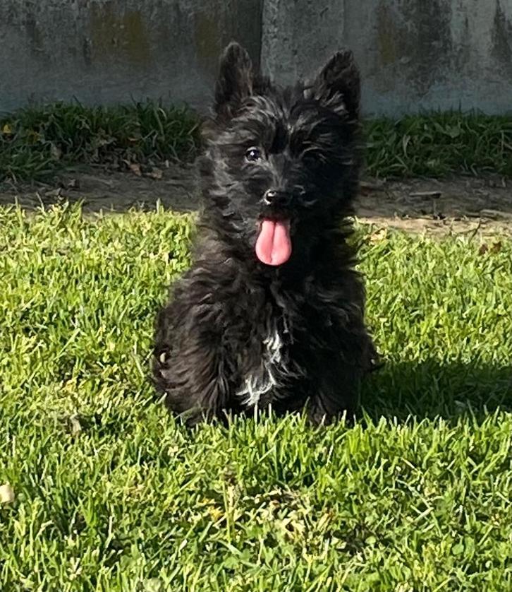 Cairn terrier teefje, Dieren en Toebehoren, Honden | Jack Russells en Terriërs, Teef, Overige rassen, Fokker | Professioneel, Eén hond