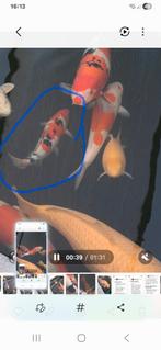 Showa, Dieren en Toebehoren