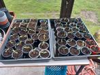 Tomatenplanten, Tuin en Terras, Ophalen, Volle zon, Groenteplanten, Eenjarig