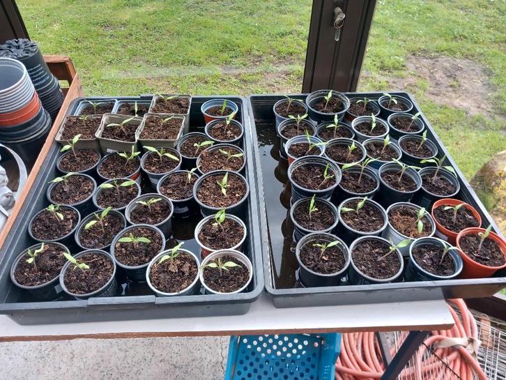 Plants de tomates, Jardin & Terrasse, Plantes | Jardin, Annuelle, Plantes potagères, Plein soleil, Été, Enlèvement