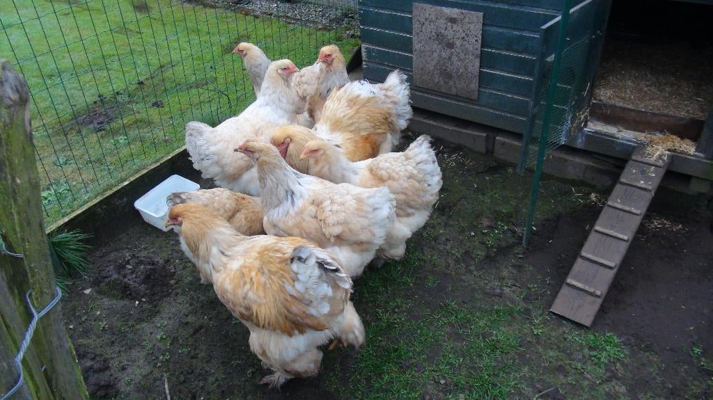 brahma lemon pyle groothoenders  en raszuiver trio, Dieren en Toebehoren, Pluimvee