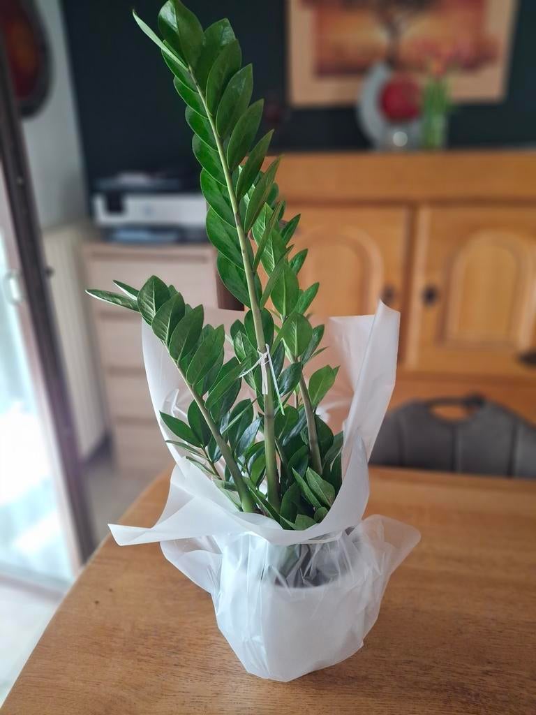 Plante zamioculcas, Maison & Meubles, Enlèvement