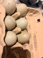 Eenden eieren, Ophalen