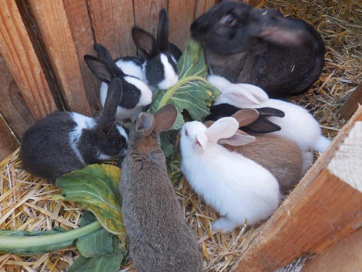 Jonge konijnen, Dieren en Toebehoren, Konijnen, Groot, Meerdere dieren, 0 tot 2 jaar