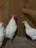 Poule de bresse, Dieren en Toebehoren, Pluimvee