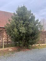 GRATUIT - SANS BOIS, Enlèvement