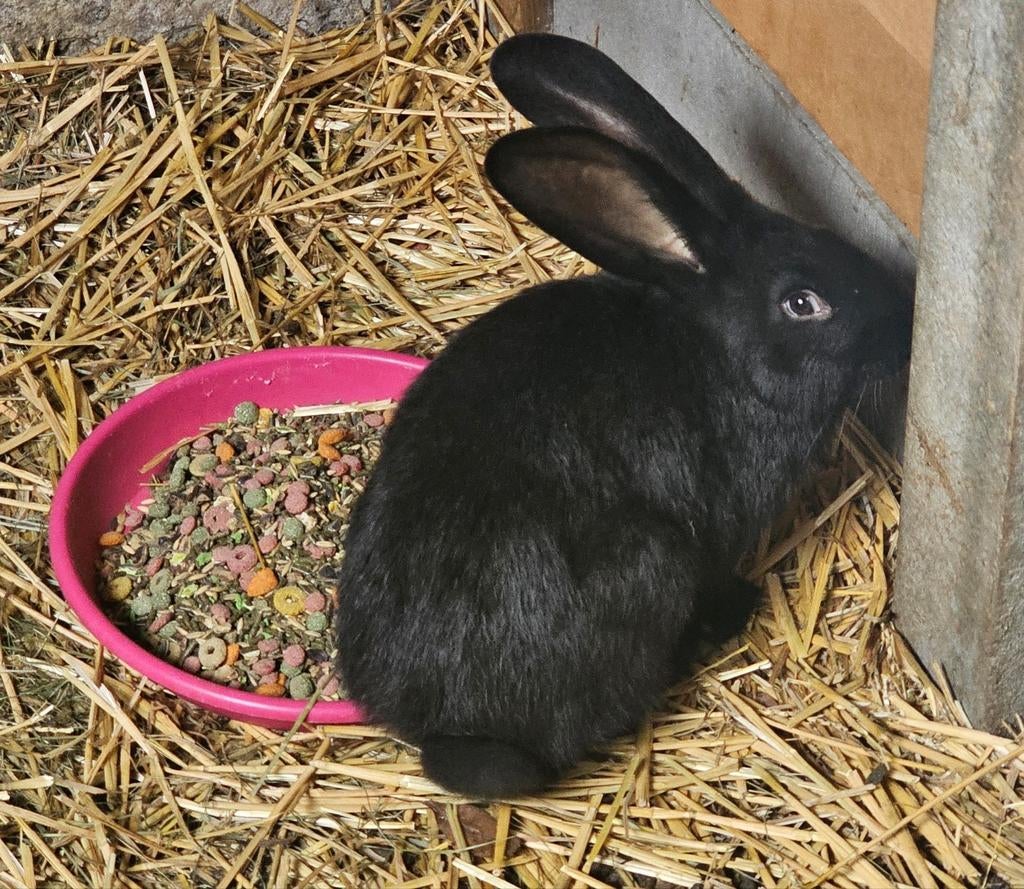 Laatste 2 vlaamse reuzen nieuw, Animaux & Accessoires, Lapins, Mâle, Grand, 0 à 2 ans