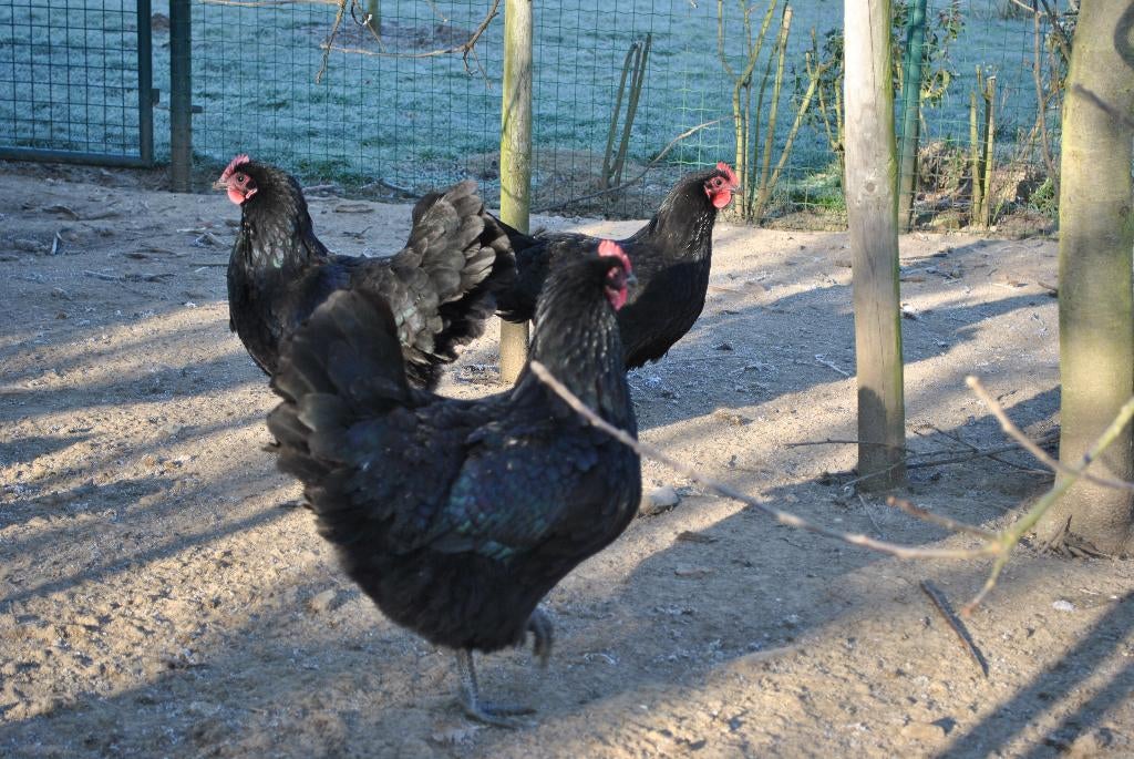 Broedeieren zwarte leghorn, Dieren en Toebehoren, Pluimvee, Kip