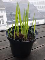 Crocosmia in pot, Autres espèces, Plein soleil, Été, Enlèvement