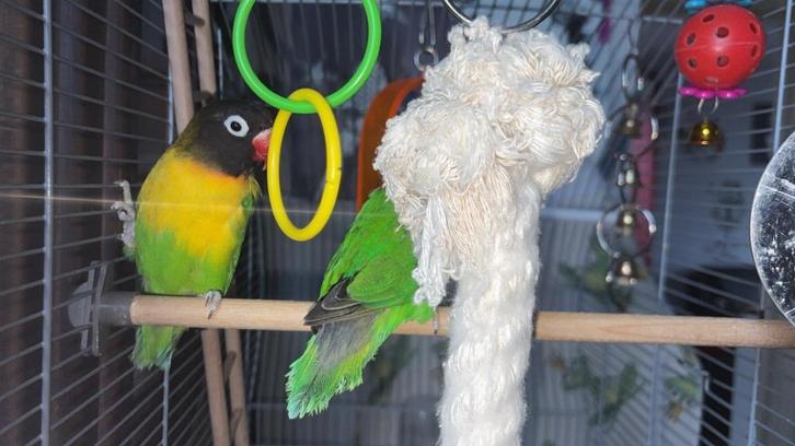 Inséparables, Animaux & Accessoires, Oiseaux | Accessoires, Neuf, Autres types, Enlèvement