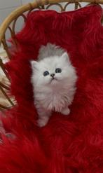 Chaton persan chinchilla, Chatte ou Chat, Vermifugé, 0 à 2 ans