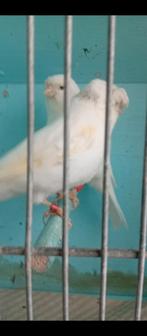 Couple canaris gloster  2024/2025 prêt à la reproduction, Plusieurs animaux, Canari de posture