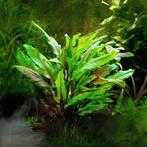 Aquariumplant - Cryptocoryne Wendtii groen, Dieren en Toebehoren, Ophalen of Verzenden, Zo goed als nieuw