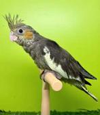 Calopsitte EAM/apprivoisé, Perruche, Domestique