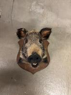 Everzwijn, Collections, Collections Animaux, Enlèvement, Comme neuf, Animal sauvage, Animal empaillé