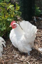 Chabo, Dieren en Toebehoren, Pluimvee