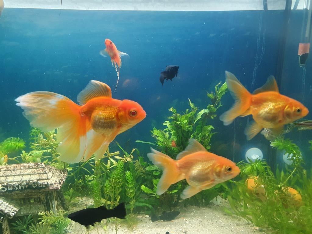 Poisson rouge Oranda