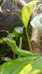 Takydromus smaragdinus, Dieren en Toebehoren, Reptielen en Amfibieën