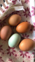 Verse charreleieren, Diversen, Ophalen