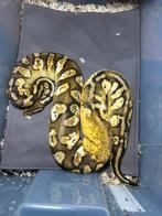 Python royal lot ou unité, Animaux & Accessoires